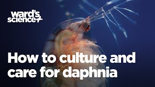 Caring and Culturing for Daphnia [upl. by Ciapha787]