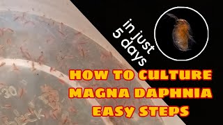 How to Culture Magna Daphnia Easily [upl. by Yluj594]