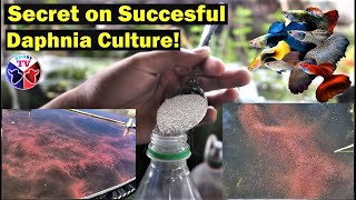 How to Culture Daphnia Successfully [upl. by Rudolf970]