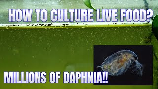 How to Culture Daphnia Secret Method to Breed MILLIONS  Simply Aquatic [upl. by Leumhs]