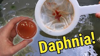 How I Culture Daphnia In Outdoor Tubs [upl. by Clywd]