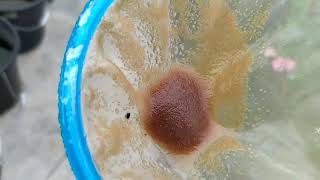 How to culture daphnia moina in a small container Part 1 English Subtitle [upl. by Blankenship490]