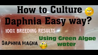 Daphnia MagnaHow to Culture Daphnia Easy wayCulturing Daphnia using Green water Daphnia [upl. by Cooper]