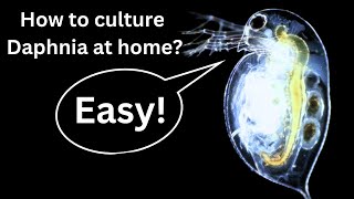 BEST Live Fish Food Beginner guide How to Culture Daphnia at home [upl. by Jimmie99]