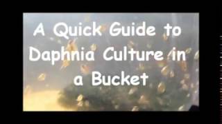 How to culture daphnia outside [upl. by Nedyrb95]