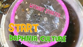 How to culture daphnia moina the easy way 1  Starting the Daphnia culture [upl. by Sandberg]