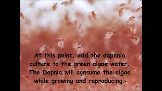 Daphnia  How to grow daphnia in your home [upl. by Neram903]