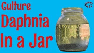 How to Culture Daphnia in a Jar [upl. by Mensch]