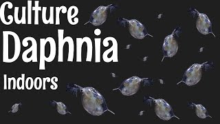 How to Culture Daphnia [upl. by Theressa]