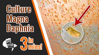 How to culture DAPHNIA MAGNA  The easy way [upl. by Aseefan]