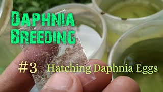 Daphnia Culture made simple and easy 3  Hatching Daphnia eggs [upl. by Islehc]