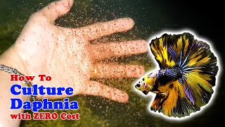 How to Culture Daphnia with ZERO Cost  Unlimited Live Food For Our Fish [upl. by Wash]