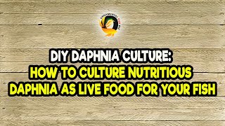 DIY Daphnia Culture How to Culture Nutritious Daphnia as Live Food for Your Fish [upl. by Vaenfila]