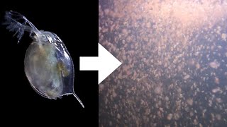 How I Culture Daphnia [upl. by Leryt]