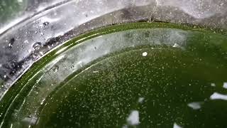 DAPHNIA MOINA CULTURE IN A SMALL BUCKET [upl. by Ahsirak]