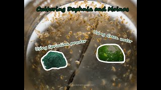 How To Culture Daphnia and Moinas using Green Water Spirulina powder [upl. by Breana]