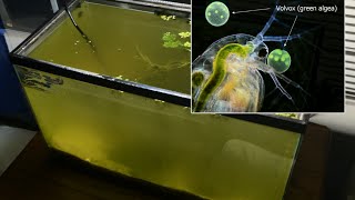 Raising Daphnia for the Freshwater Aquarium [upl. by Conni287]