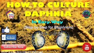 HOW TO CULTURE DAPHNIA In Easy Way [upl. by Niwrud408]